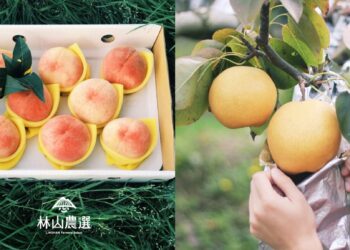 林山農選臺灣最頂高山水果 2025年底正式無憂進入家庭 林山農選臺灣最頂高山水果 2025年底正式無憂進入家庭