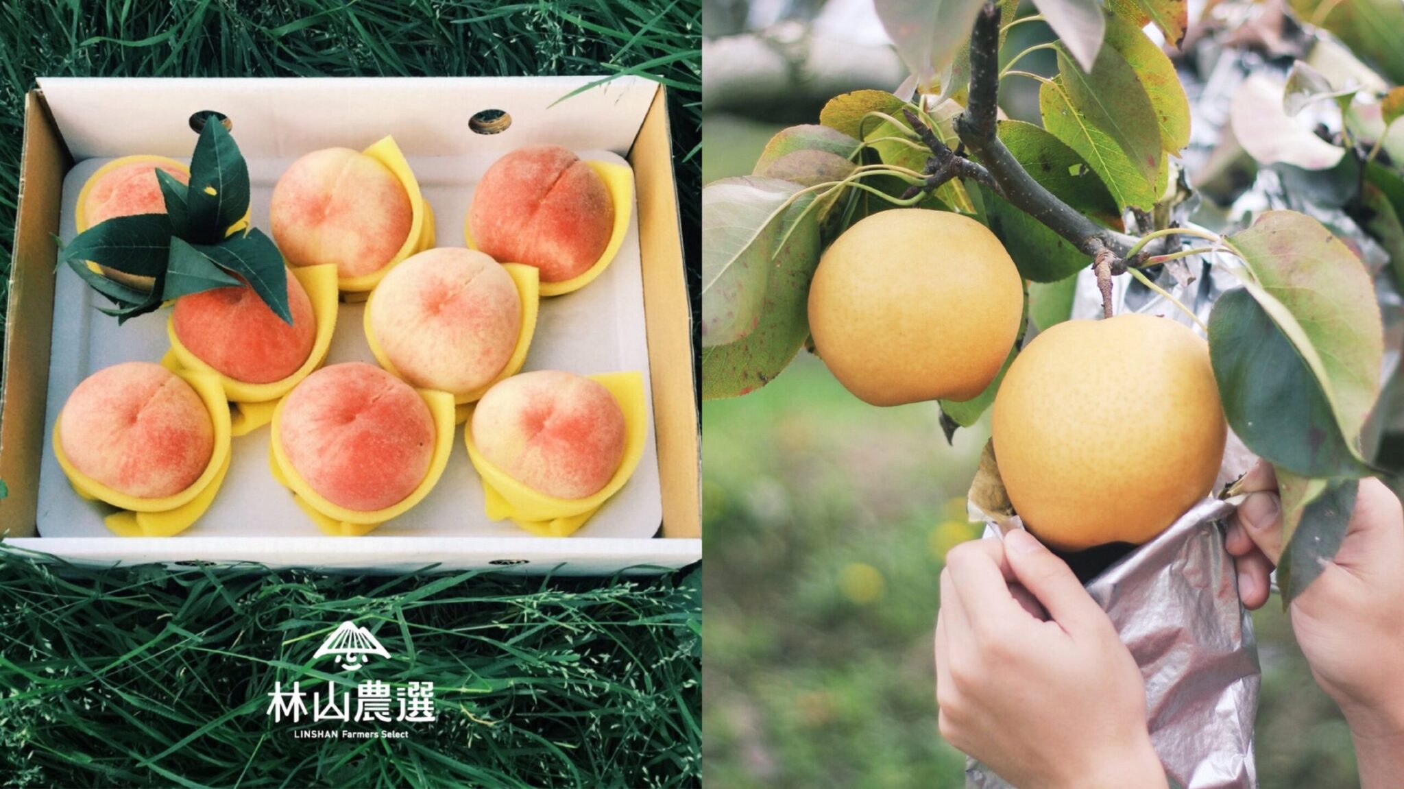 林山農選臺灣最頂高山水果 2025年底正式無憂進入家庭