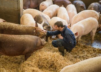 餐飲業食安最強後盾：英國豬肉高規防疫機制，以「生物安全」優勢力抗非洲豬瘟風險
