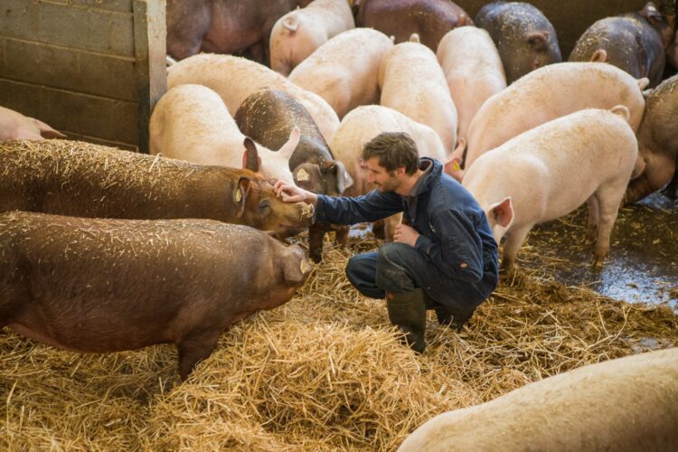 餐飲業食安最強後盾：英國豬肉高規防疫機制，以「生物安全」優勢力抗非洲豬瘟風險