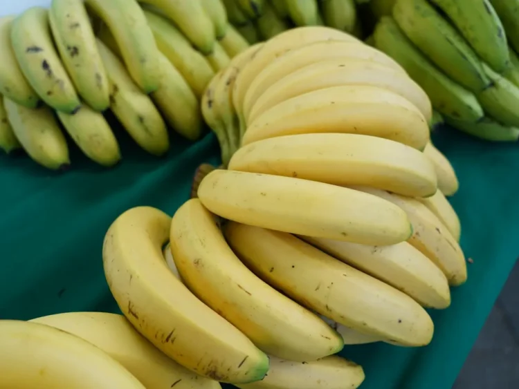 桔祥如意迎新春 嘉義柑橘與高山茶花博農民市集熱鬧登場