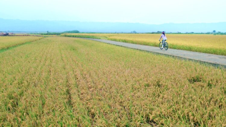 冬日花東暖心行！「花東出鏟的幸福」加碼雙重抽 終極大獎壓軸倒數