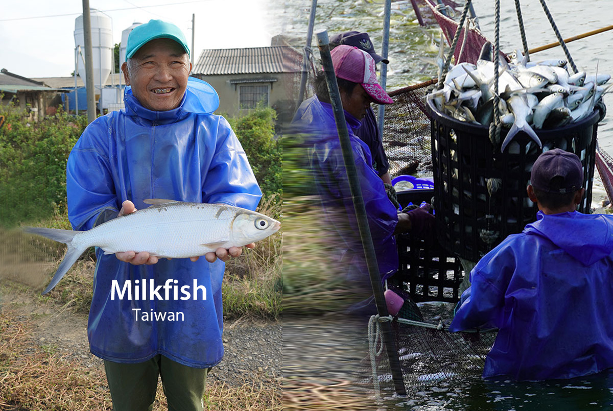 從台南鹽水到國際舞台揭開台灣「魚鱗膠原蛋白胜肽」生技研發之路