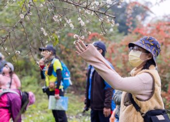 冬日雪白秘境！竹林休閒農業區「六龜梅花季」1/17、1/18盛大登場