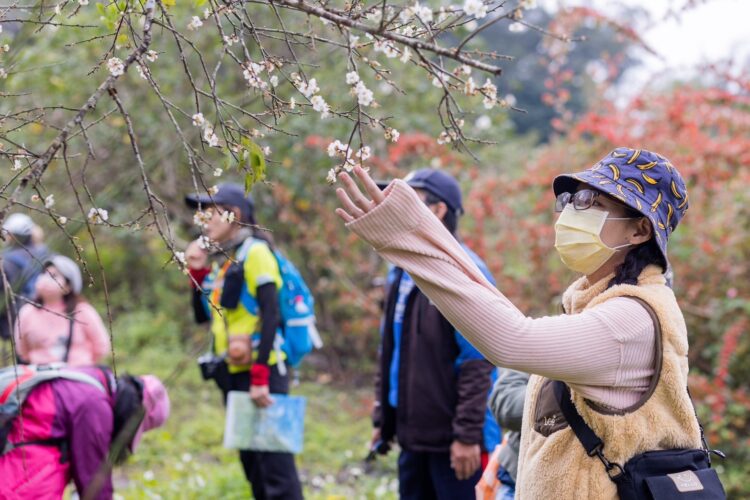 冬日雪白秘境！竹林休閒農業區「六龜梅花季」1/17、1/18盛大登場