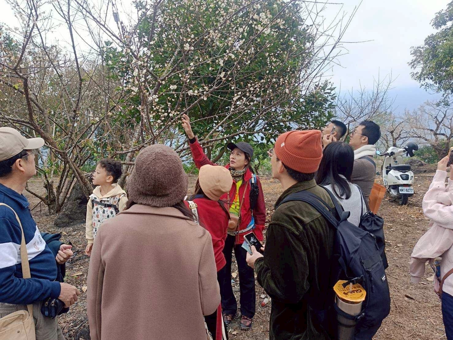 冬日雪白秘境！竹林休閒農業區「六龜梅花季」1/17、1/18盛大登場