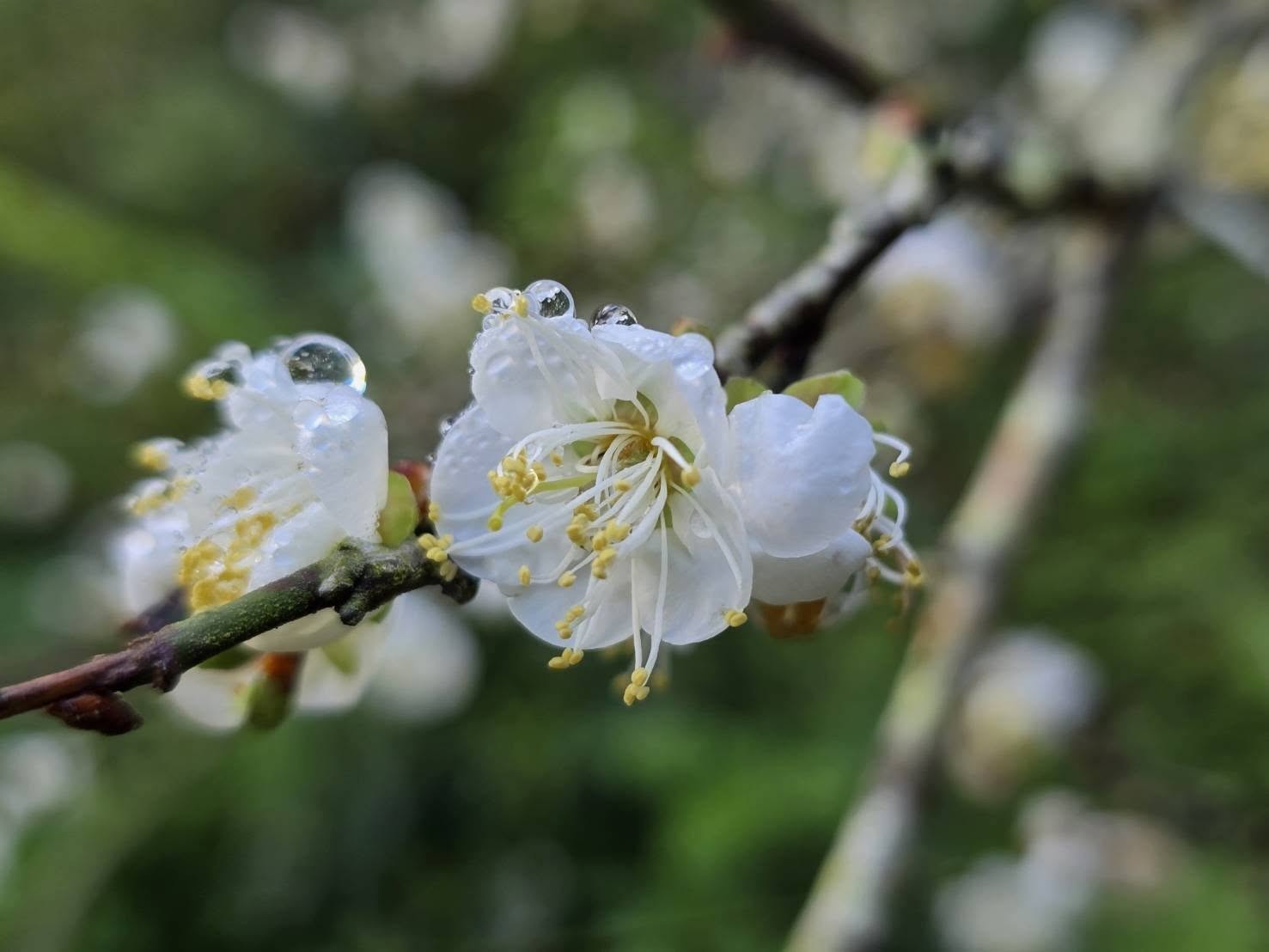 冬日雪白秘境！竹林休閒農業區「六龜梅花季」1/17、1/18盛大登場