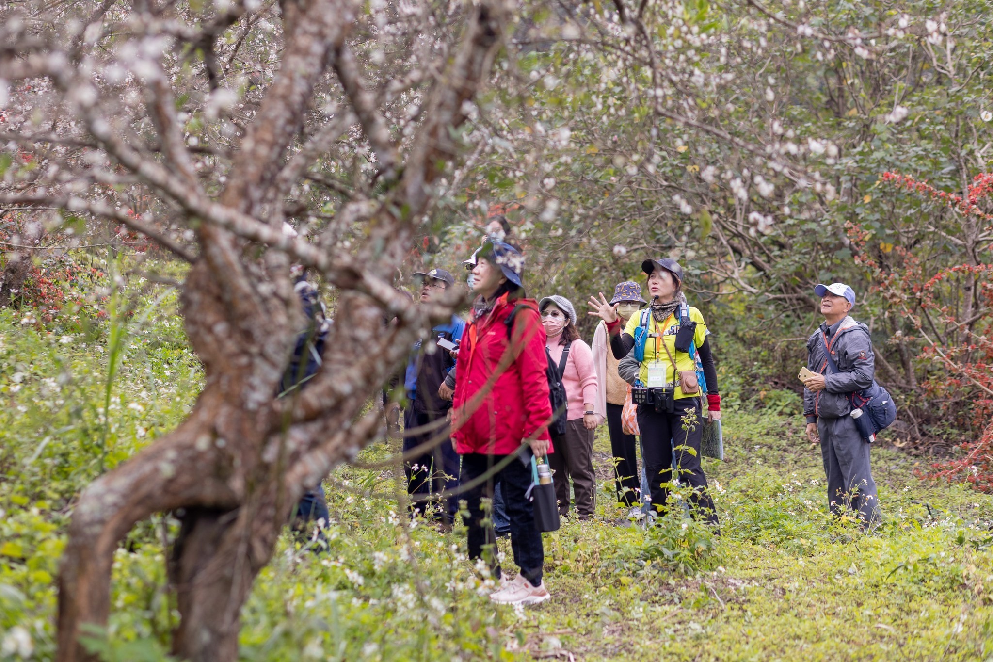 冬日雪白秘境！竹林休閒農業區「六龜梅花季」1/17、1/18盛大登場