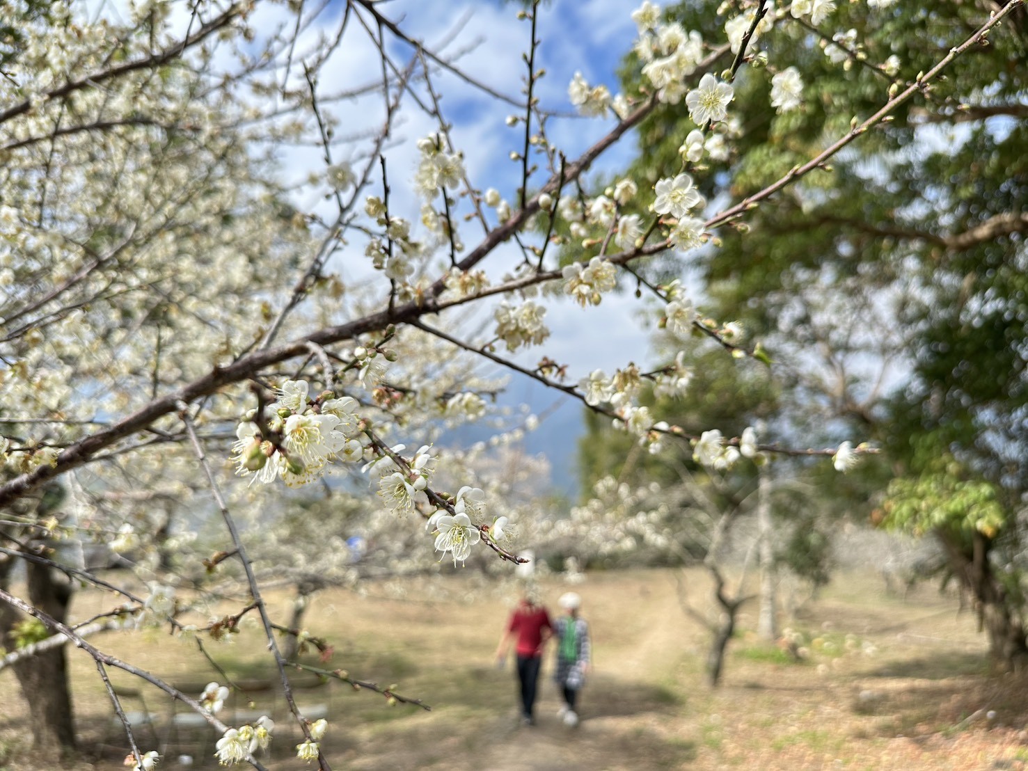 冬日雪白秘境！竹林休閒農業區「六龜梅花季」1/17、1/18盛大登場