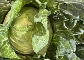 南投柳丁 茶葉飄香北上 臺北花博農民市集週末熱鬧登場