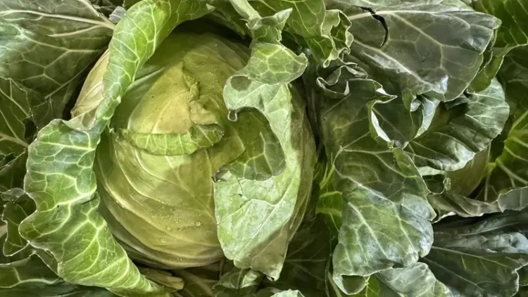 南投柳丁 茶葉飄香北上 臺北花博農民市集週末熱鬧登場 南投柳丁 茶葉飄香北上 臺北花博農民市集週末熱鬧登場