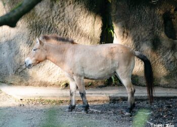 新年散步新玩法!來動物園跟著「馬偵探霍斯」走進馬科動物的真實世界 新年散步新玩法!來動物園跟著「馬偵探霍斯」走進馬科動物的真實世界