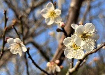 「梅」你不行的冬季旅程！臺南楠西成為最佳去處 賞梅美景、採果體驗與泡湯放鬆一次滿足