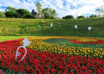 元旦不用跑遠!北市大溝溪花海爆美開拍中 隨手一拍就是桌布 元旦不用跑遠!北市大溝溪花海爆美開拍中 隨手一拍就是桌布