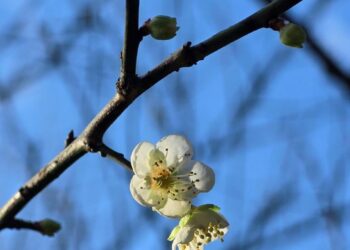 這週末去哪？去南港公園捕捉一場梅花雪的溫柔