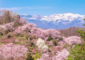 獨一無二櫻景色｜絕美春櫻X頂級名宿  日本京都、東北的夢幻旅程