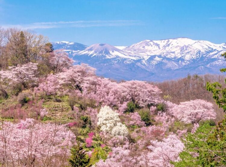 獨一無二櫻景色｜絕美春櫻X頂級名宿  日本京都、東北的夢幻旅程