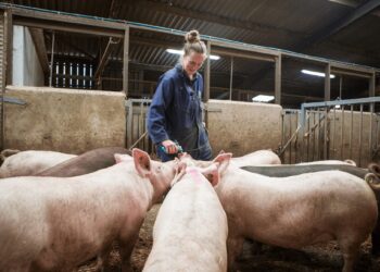 讓豬「住豪宅、不挨刀」：英國高標準養豬，如何造就更穩定的料理用肉質