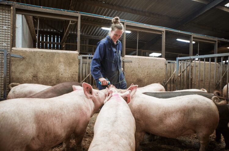 讓豬「住豪宅、不挨刀」：英國高標準養豬，如何造就更穩定的料理用肉質