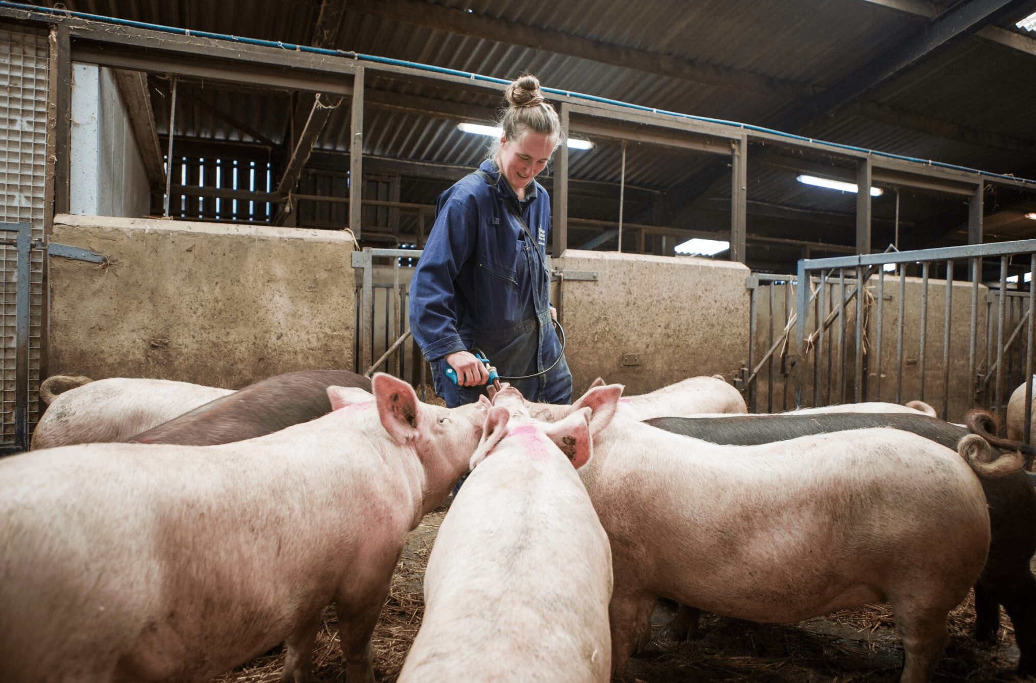 讓豬「住豪宅、不挨刀」：英國高標準養豬，如何造就更穩定的料理用肉質