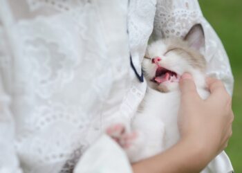 毛孩正式納入台灣社會福利體系從政府補助到殯葬善終，台灣正打造寵物全生命週期照護網