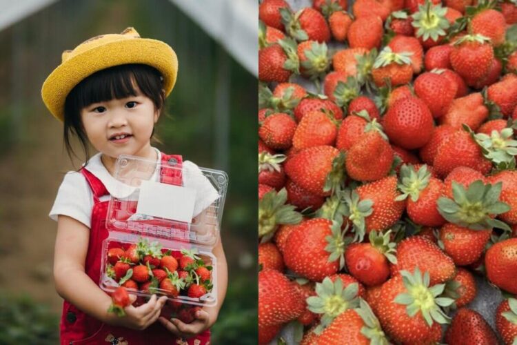 全台草莓園懶人包｜草莓控集合！7大夢幻採草莓園、草莓甜點一次吃透透
