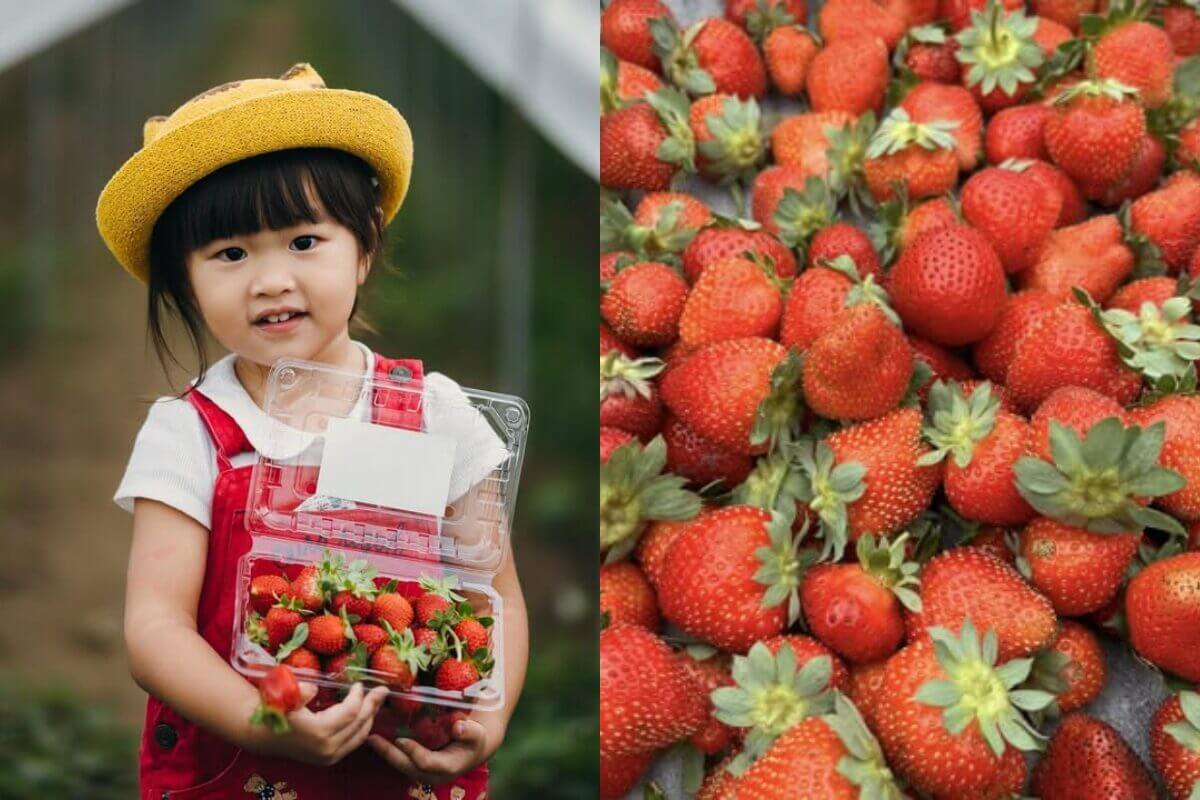 全台草莓園懶人包｜草莓控集合！7大夢幻採草莓園、草莓甜點一次吃透透