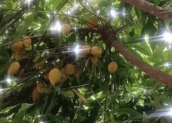 採顆仙桃與君嘗 蛋蛋憂傷卿來掌》花蓮仙桃盛產 中華美食新寵登場