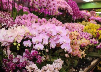 台美貿易協定開牌蝴蝶蘭豁免關稅 蘭花協會：強化台灣蘭花競爭優勢