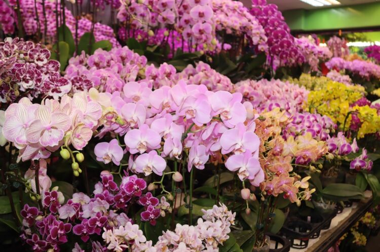 台美貿易協定開牌蝴蝶蘭豁免關稅 蘭花協會：強化台灣蘭花競爭優勢