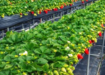 苗栗大湖草莓園推薦 高架採果親子友善 特色草莓品種香甜又好拍