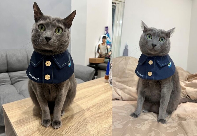 貓奴集合了！全家「貓之日」萌翻登場 巨貓現身、貓咪制服、黃金熱貓一次看