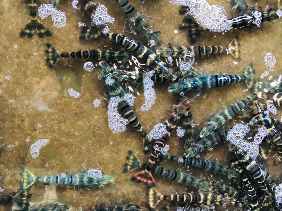 宜蘭五結釣蝦場 釣蝦＋熱炒＋自助烤肉 雨天也能玩 打造全天候休閒空間