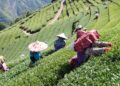 南投高山茶葉怎麼挑？茶農用「直售＋體驗」把茶園故事帶到你手上