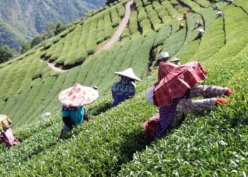 南投高山茶葉怎麼挑？茶農用「直售＋體驗」把茶園故事帶到你手上