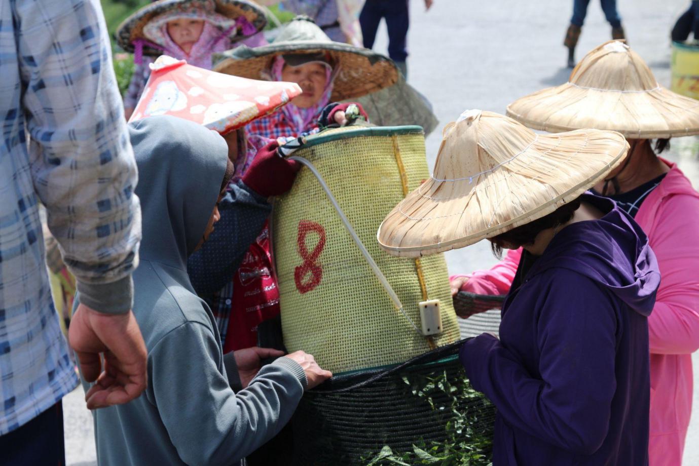 南投高山茶葉怎麼挑？茶農用「直售＋體驗」把茶園故事帶到你手上