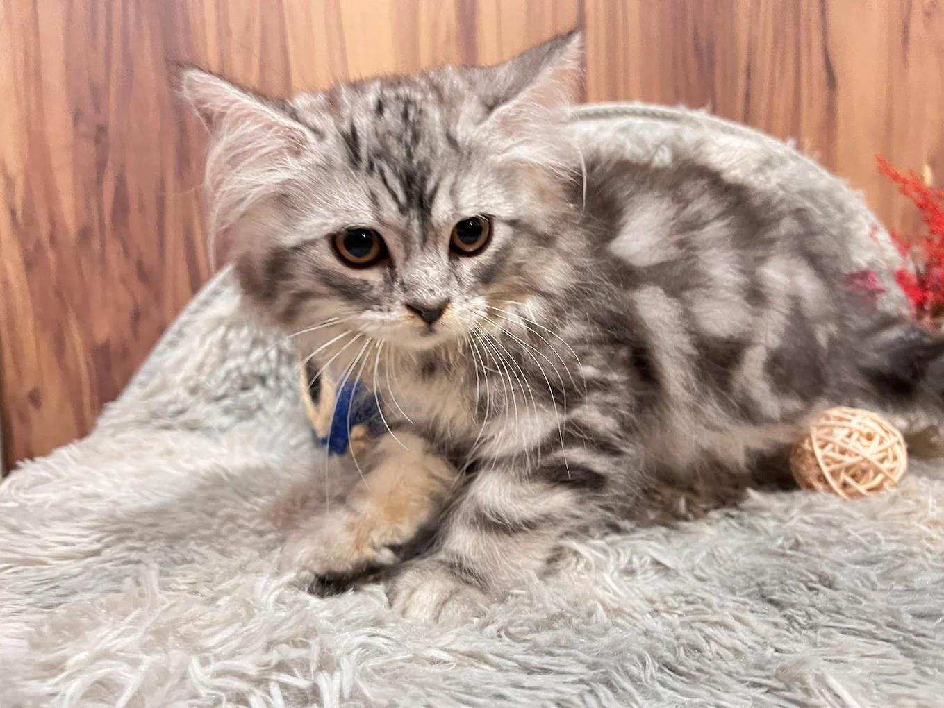 台中潭子合法貓舍 專業飼養TICA認證純種英短與布偶貓