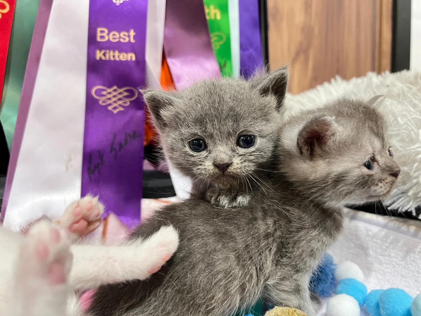 台中潭子合法貓舍 專業飼養TICA認證純種英短與布偶貓