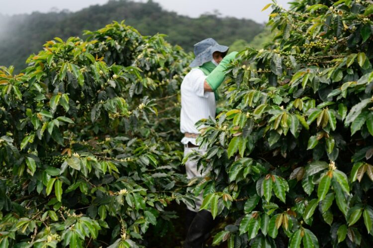 岢欣深耕咖啡產業多年 推出星鏈咖啡機