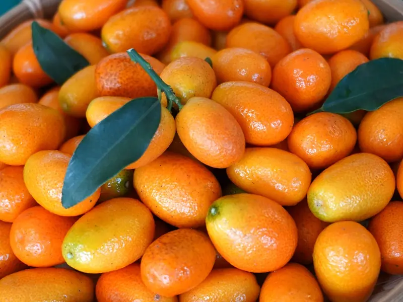 二月臺北花博農民市集 萌馬賀新春 鴻運躍全年