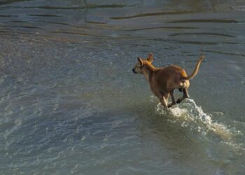 善終方式多元化的政策課題：從水化討論看制度回應能力
