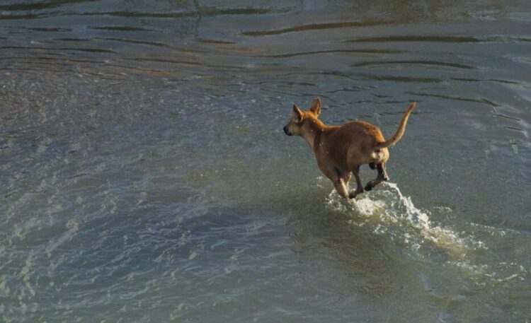 善終方式多元化的政策課題：從水化討論看制度回應能力