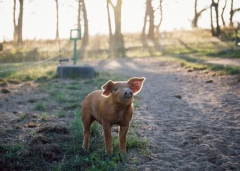 以數據為本的食安管理：英國豬肉全程數位化追溯系統，為台灣市場把關