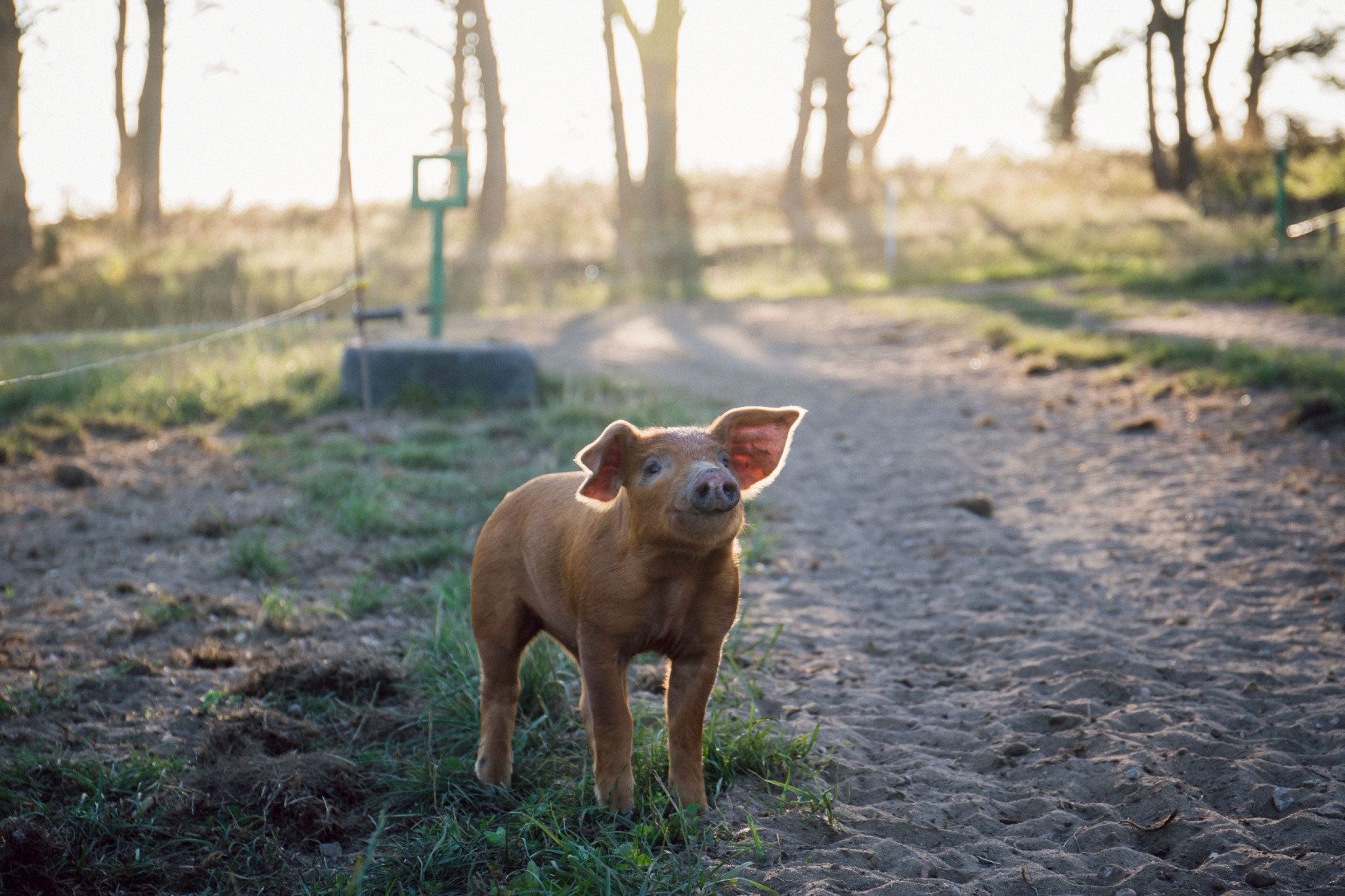 以數據為本的食安管理：英國豬肉全程數位化追溯系統，為台灣市場把關