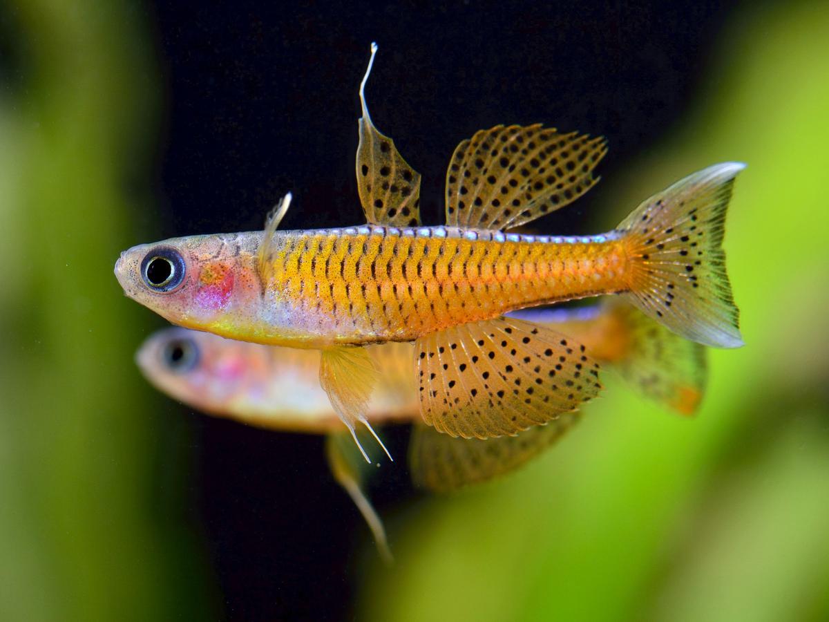 水族界平價精品 《洪色水族》提供健康活體安心入手優質平台