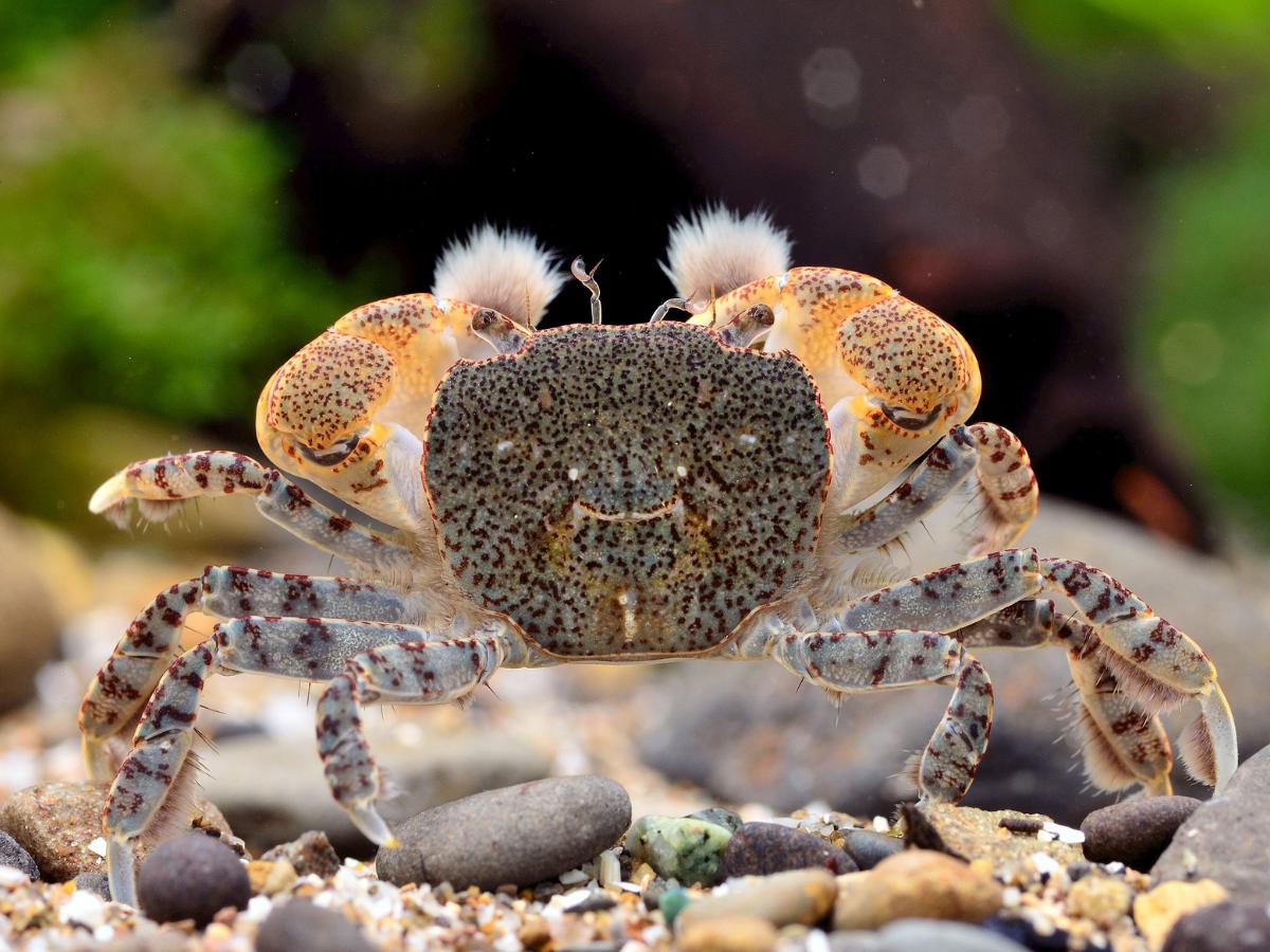 水族界平價精品 《洪色水族》提供健康活體安心入手優質平台