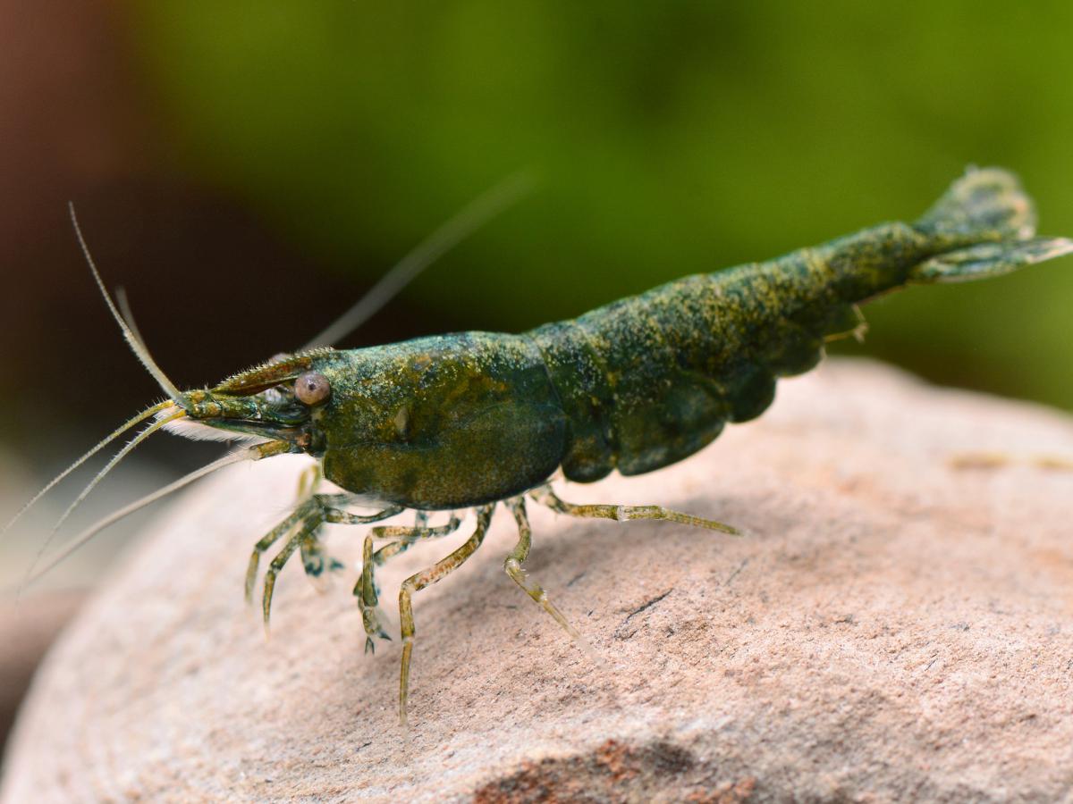 水族界平價精品 《洪色水族》提供健康活體安心入手優質平台