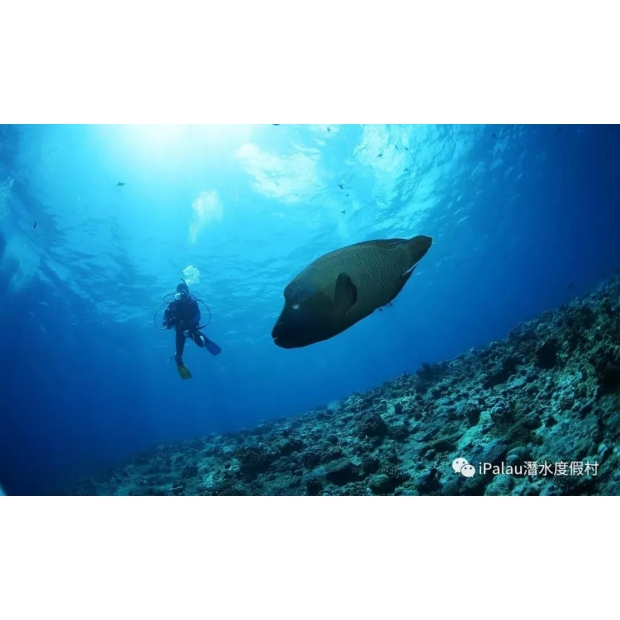 坐擁私人海灘與潛水碼頭 帛琉百悅大飯店打造海島度假與潛水旅遊首選