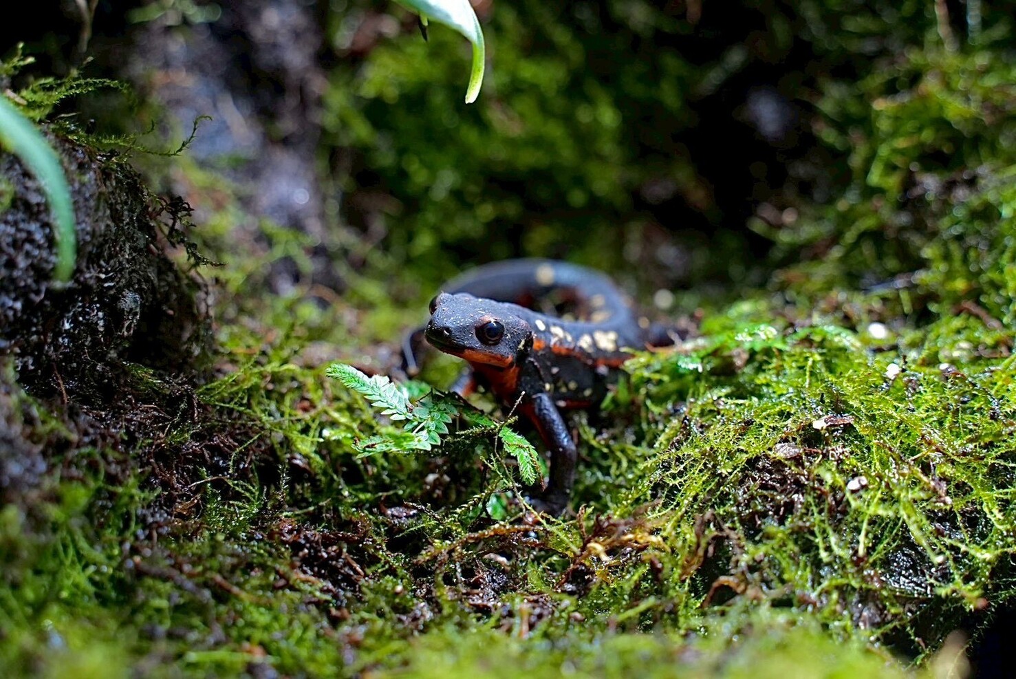 高雄爬蟲專賣店深耕在地 打造讓親子安心入門飼養體驗空間 高雄爬蟲專賣店深耕在地 打造讓親子安心入門飼養體驗空間