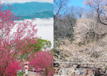 苗栗櫻花景點｜協雲宮、霧社櫻王必去！6個避開人潮苗栗賞櫻秘境